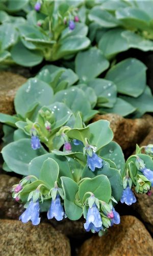 Мертензия приморская СИЛЬВЕР ОУШЕН &mdash; Удивительный устричный вкус! Высокая декоративность!