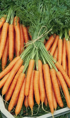 Морковь ДЕЛИКАТЕСНАЯ &mdash; Корнеплоды вкусные, сочные, сладкие как настоящий деликатес! Подходит для зимнего хранения и пучковой продукции!