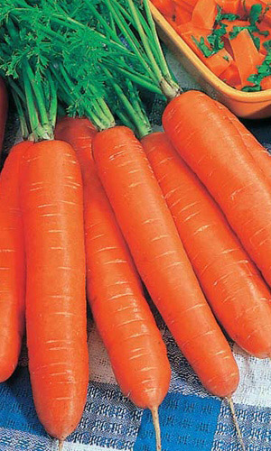 Морковь ХРУСТЯЩЕЕ СЧАСТЬЕ &mdash; Самая сладкая! Корнеплоды как на подбор – ровные! Хранится до нового урожая!