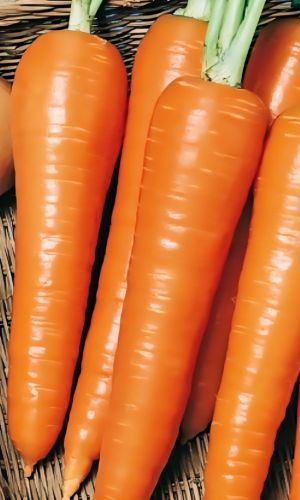 Морковь КОРОЛЕВА ОСЕНИ (ЛЕНТА)