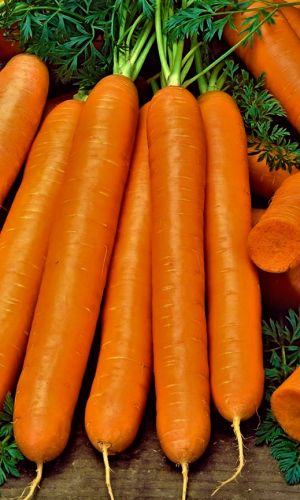 Морковь КРАСНАЯ ЗВЕЗДА F1 (ГЕЛЬ ДРАЖЕ)