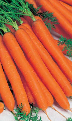 Морковь МЕДОВО-САХАРНАЯ F1 &mdash; Высокоурожайная! Очень сладкая с модовым ароматом! Хорошо хранится зимой!