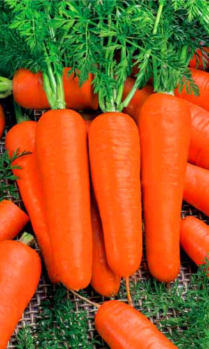 Морковь МОСКОВСКАЯ ЗИМНЯЯ А515