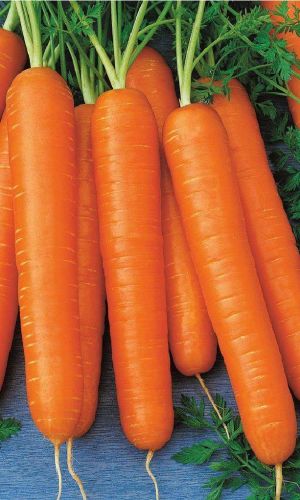 Морковь НАНТСКАЯ УЛУЧШЕННАЯ (ГЕЛЬ ДРАЖЕ)