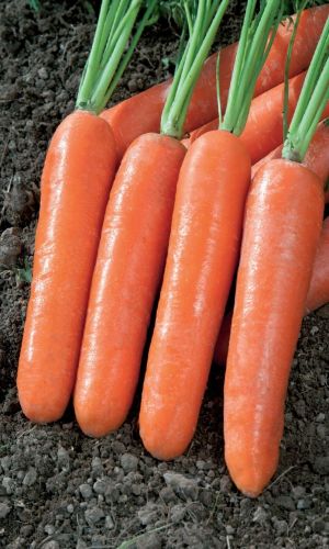Морковь НОВЫЙ ГЕРМАН F1