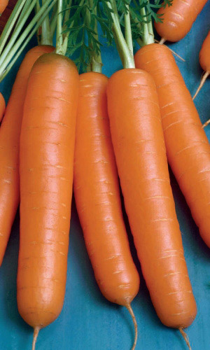 Морковь ОСЕННИЙ КОРОЛЬ &mdash; Сверхурожайная! Высокое содержание витаминов! Хранится до нового урожая!