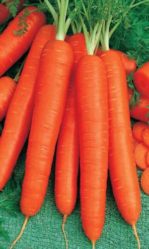 Морковь САНЬКИНА ЛЮБОВЬ F1 (ГЕЛЬ ДРАЖЕ) &mdash; Суперурожайная, рекомендуем! Возьми, не пожалеешь! Крупная, ровная и сладкая! Чудо, а не морковь!