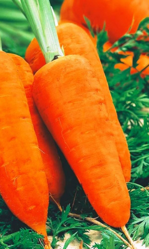 Морковь ШАНТАНЕ РОЯЛ (ЛЕНТА)