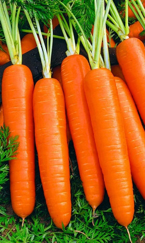Морковь СОЧНАЯ и СЛАДКАЯ