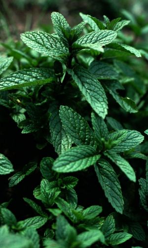 Мята МОРОЗНОЕ УТРО