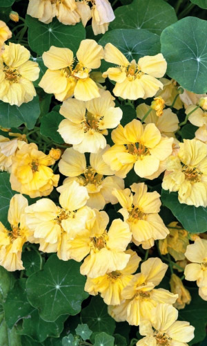 Настурция ЛУННЫЙ БЛИК