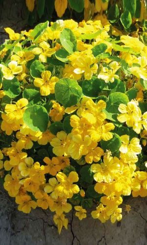 Настурция ЗОЛОТОЙ ШАР