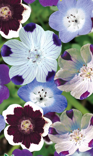 Немофила МИКС &mdash; Сказочные цветы! Неприхотливое растение!