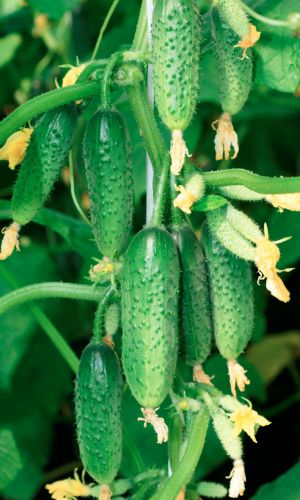 Огурец АМИГО F1 &mdash; Урожайность до 30 кг/м! Ультраранний! Устойчив к мучнистой росе!