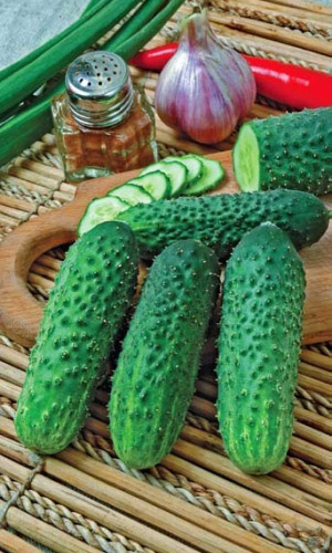 Огурец АРЛЕКИНО F1 &mdash; Устойчив к болезням! Стабильно высокая урожайность! Плодоносит до заморозков! Не горчит!