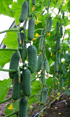 Огурец АРСЕНИЙ F1