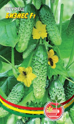 Огурец БИЗНЕС F1 &mdash; Рекомендуется как один из лучших для засолки и консервирования!