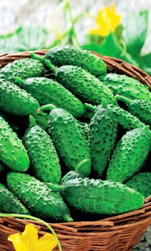 Огурец БОЧКОВОЙ В ЗАСОЛ