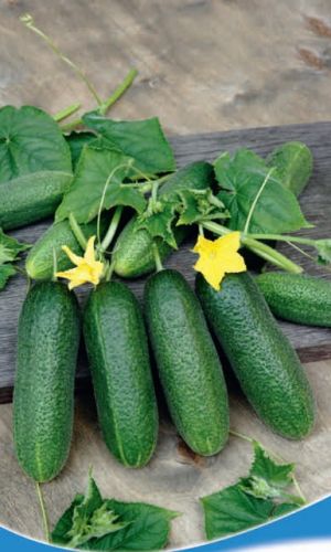 Огурец БОДРЫЙ ДЕНЬ F1