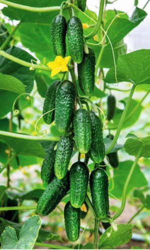 Огурец БОЛЬШОЙ КУШ F1 &mdash; Длительное плодоношение! Огурчики отличного вкуса, без горечи! Урожайность высокая!