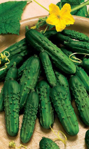 Огурец БРАТЕЦ ИВАНУШКА F1 &mdash; Супер для засола! Огурчики длиной до 7 см, хрустящие, сочные, без горечи!