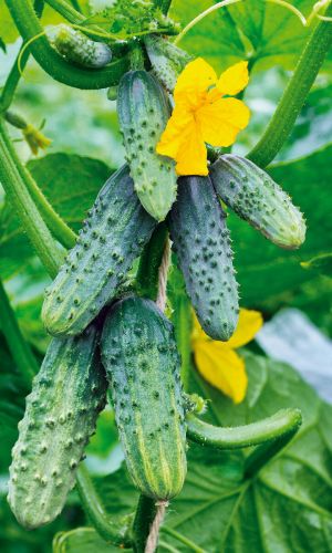 Огурец ЧЕЛЯБИНСКИЙ КУСТОВОЙ &mdash; Раннеспелый! Ураганная урожайность! Превосходные засолочные качества!