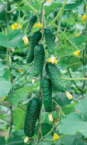 Огурец ЧЕМПИОН F1 &mdash; Чемпион по урожайности! Пучковая завязь!
