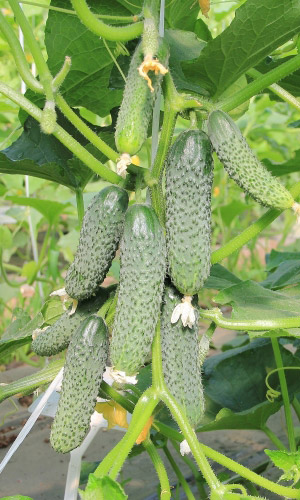 Огурец ДОЛЛАР F1