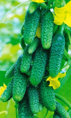 Огурец ДЖЕНТЕЛЬМЕНЫ F1