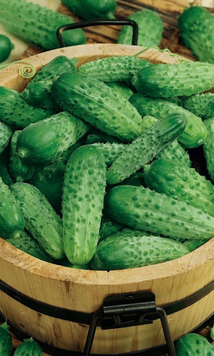 Огурец ЕРОФЕЙ