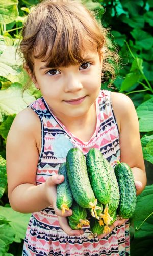 Огурец ЭТЮД F1 &mdash; Хорош для всех видов переработки, засолки и использования в свежем виде!