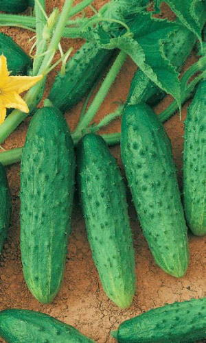 Огурец ФЕНИКС (большой пакет) &mdash; Семян в 5 раз больше, чем в обычном пакете!