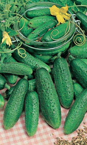 Огурец ИЗОБИЛЬЕ ДАЧНИКА F1 &mdash; Изобилье корнишонов и пикулей! Для засолки банок не хватит, нужно заранее запастись! Всегда ровные, по 7-8 см каждый, хрустящие!