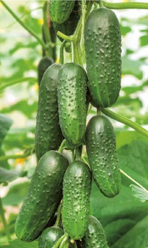 Огурец КАСКАД
