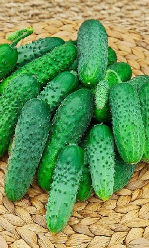 Огурец КАСПАР F1 &mdash; Ранняя и дружная отдача урожая! Генетически без горечи! Отличного вкуса! Устойчив к болезням, подходит для органического земледелия!