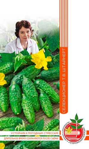 Огурец КОМАРИК F1 коллекция Татьяны Штайнерт &mdash; Авторская селекция