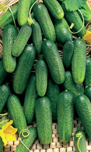 Огурец КОННИ F1