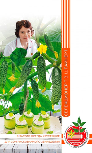 Огурец КУЧЕРЯВО ЖИВЁМ F1 коллекция Татьяны Штайнерт