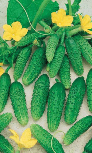 Огурец КРИСТИНКА F1