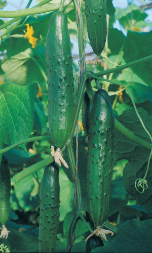 Огурец ЛЕГЕНДА F1 &mdash; Легендарный вкус, аромат, урожайность! Попробуй легенду на вкус! Практически не болеет!