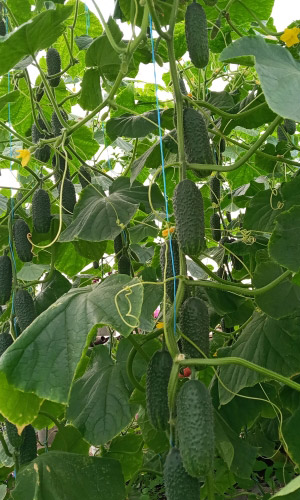 Огурец ЛЮБИМЧИК