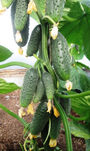 Огурец МАША СИБИРЯЧКА F1