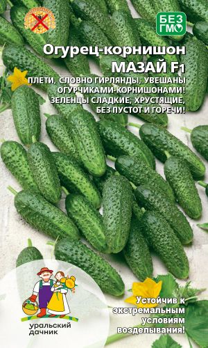 Огурец МАЗАЙ F1 &mdash; Плети, словно гирлянды, увешаны огурчиками! Зеленцы сладкие, хрустящие, без горечи!