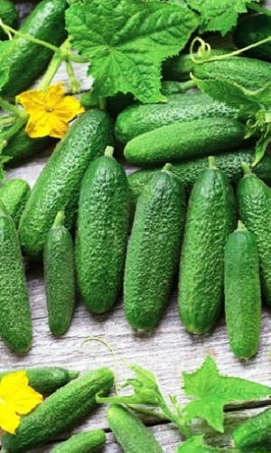 Огурец МИНИ-МИНИ F1 &mdash; Не боится ни дневного зноя, ни ночной прохлады! Обильное плодоношение!