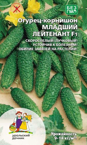 Огурец МЛАДШИЙ ЛЕЙТЕНАНТ F1 &mdash; Скороспелый! Пучковый! Устойчив к болезням! Обилие завязей на растении!