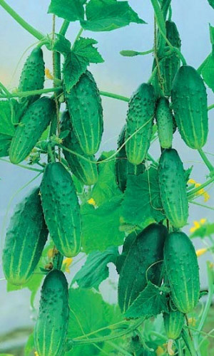 Огурец МОЛОДЕЦ F1 &mdash; Устойчив к перепадам температуры! Суперурожайный! Пучковый! Сладкий! Устойчив к болезням!