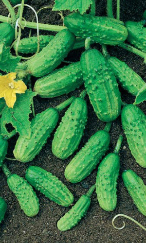 Огурец МОНАСТЫРСКИЙ &mdash; Супернеприхотлив!