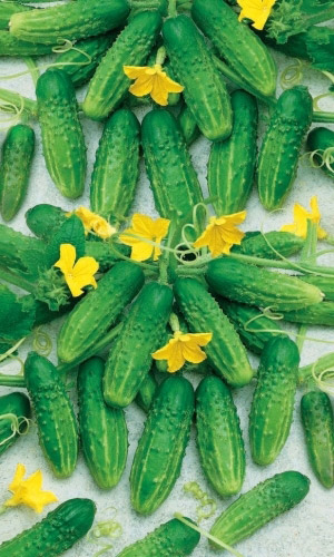 Огурец НАДЁЖНЫЙ &mdash; Название говорит само за себя! Раннеспелый! С гарантированной урожайностью! Не болеет!