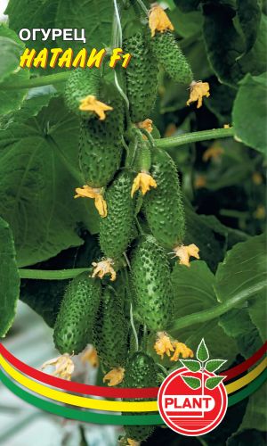 Огурец НАТАЛИ F1 &mdash; Устойчив к неблагоприятным погодным условиям! Высокие вкусовые и товарные качества!