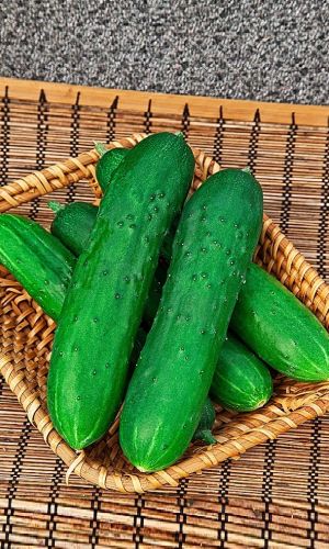 Огурец НЕФРИТ F1